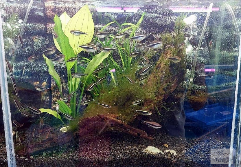 Black Neon Tetra