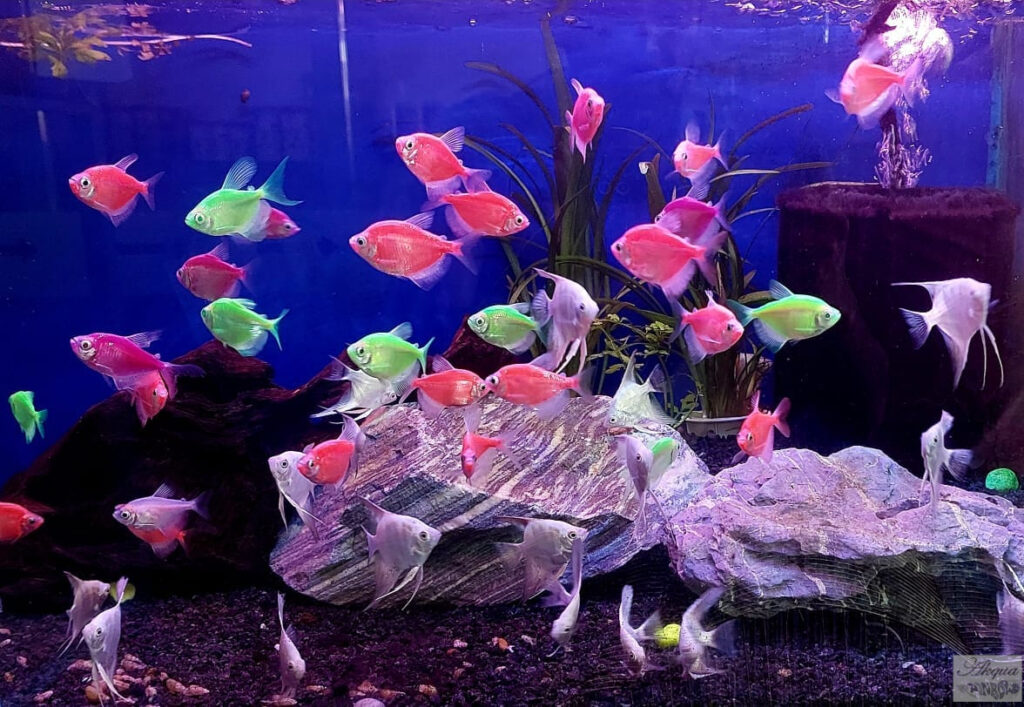 Glow Tetra